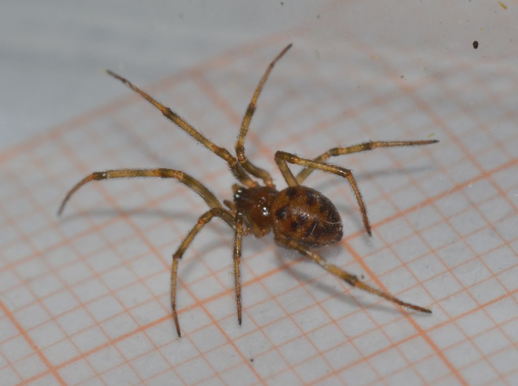 Steatoda triangulosa - Grosseto (GR)